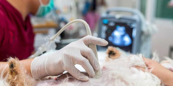 Cirugía de obstrucción intestinal en perros y gatos ¿Está cubierta?